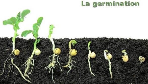 germination.JPG